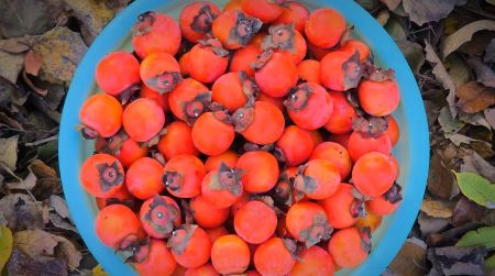 1e37554ad77b927179345ec862abfd1f